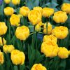 Tulipe Double Tardive Yellow Pomponette
