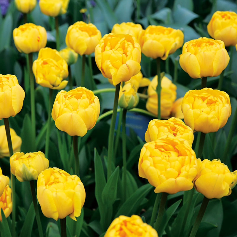 Tulipe Double Tardive Yellow Pomponette