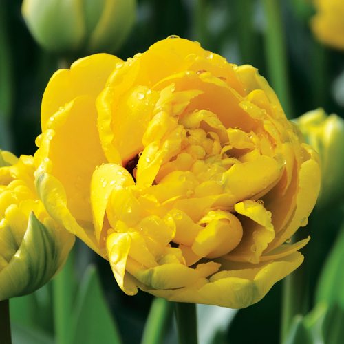 Tulipe Double Tardive Yellow Pomponette