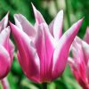Tulipe Fleur de lis Ballade