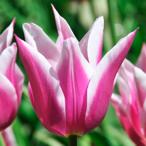 Tulipe Fleur de lis Ballade