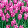 Tulipe Fleur de lis Ballade