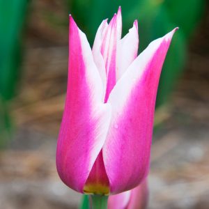 Tulipe Fleur de lis Ballade