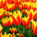 Tulipe Fleur de lis Ballade Dream