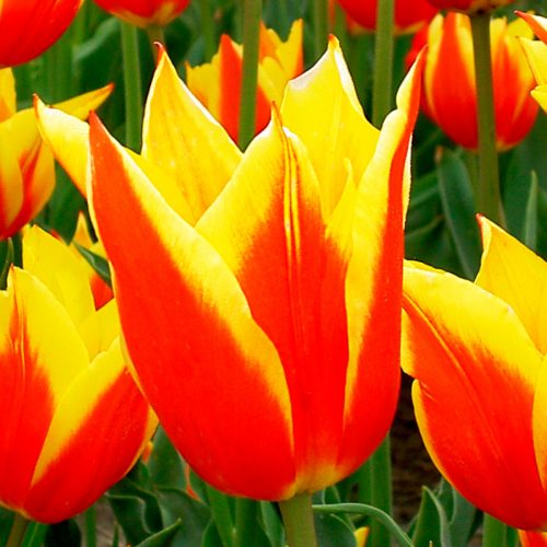 Tulipe Fleur de lis Ballade Dream