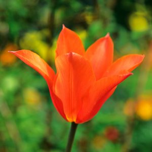 Tulipe Fleur de lis Ballerina