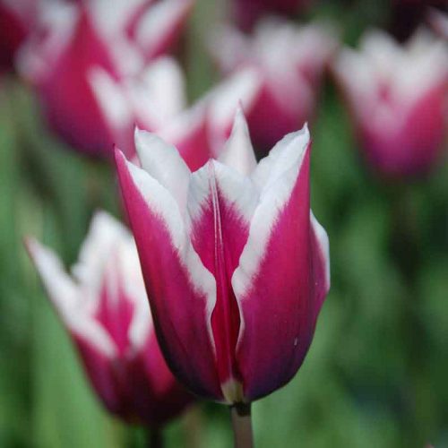 Tulipe Fleur de lis Claudia