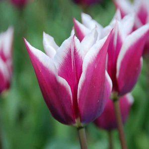 Tulipe Fleur de lis Claudia