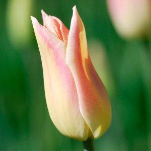 Tulipe Fleur de lis Elegant Lady