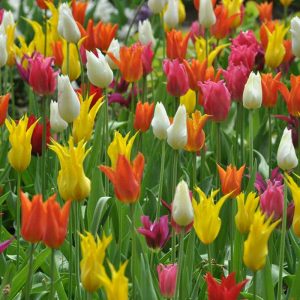Tulipe Fleur de lis en mélange