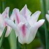 Tulipe Fleur de lis Holland Chic