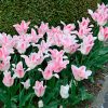 Tulipe Fleur de lis Holland Chic