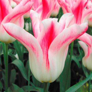Tulipe Fleur de lis Holland Chic
