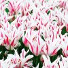 Tulipe Fleur de lis Marilyn