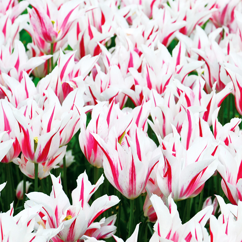 Tulipe Fleur de lis Marilyn