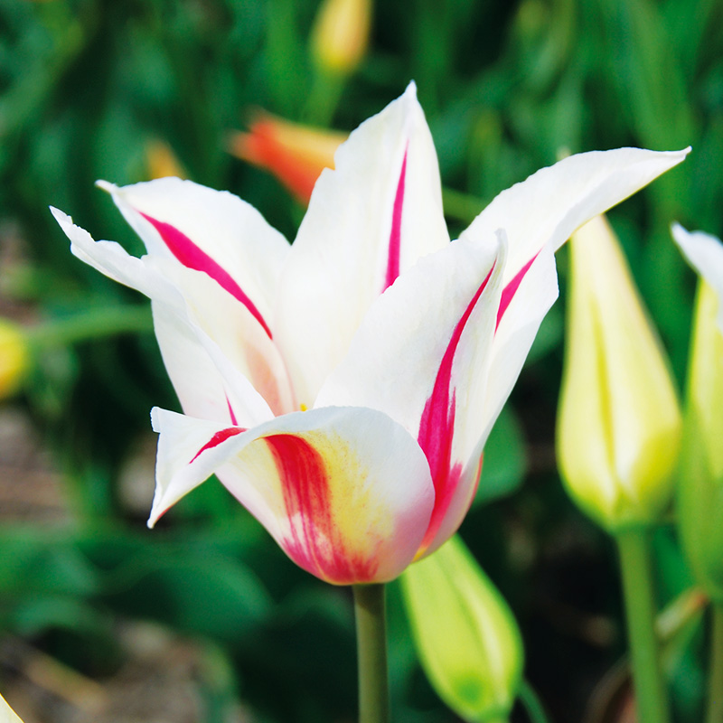 Tulipe Fleur de lis Marilyn - Ernest TURC