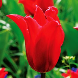 Tulipe Fleur de lis Pretty Woman