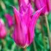 Tulipe Fleur de lis Purple Dream