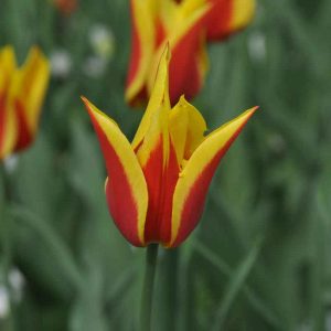 Tulipe Fleur de lis Synaeda King
