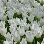 Tulipe Fleur de lis Très Chic