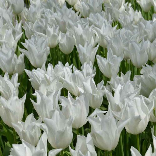 Tulipe Fleur de lis White Triumphator