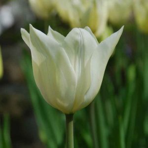 Tulipe Fleur de lis White Triumphator