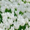 Tulipe Fleur de lis White Triumphator