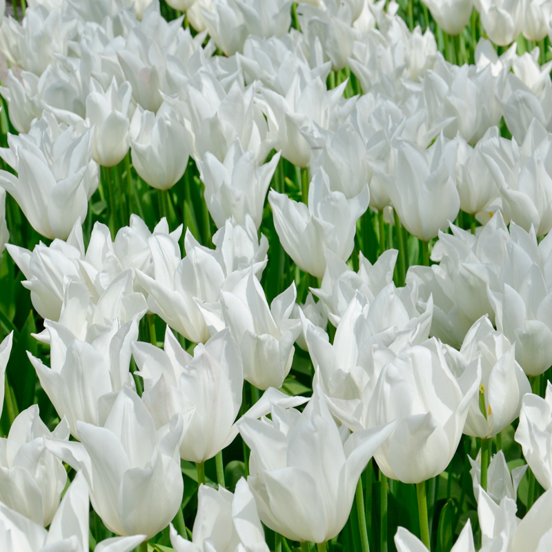 Tulipe Fleur de lis White Triumphator