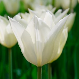 Tulipe Fleur de lis White Triumphator