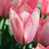 Tulipe Fosteriana Albert Heijn