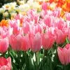 Tulipe Fosteriana Albert Heijn