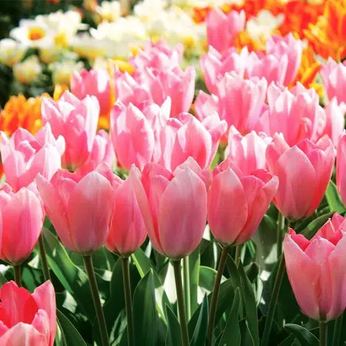 Tulipe Fosteriana Albert Heijn