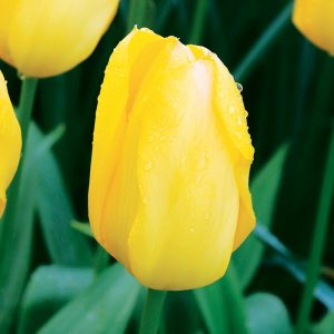 Tulipe Fosteriana Candela