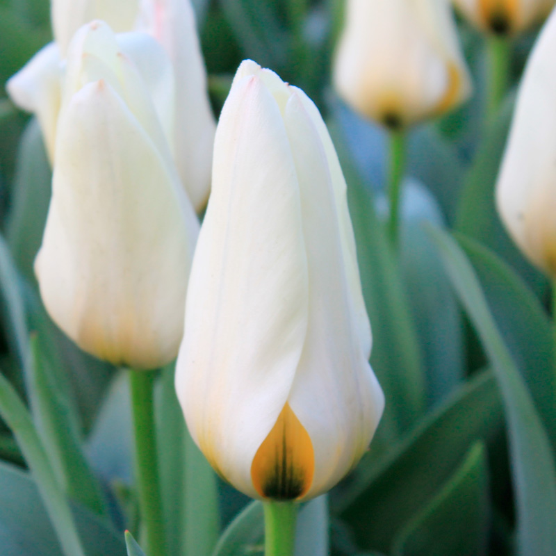 Tulipe Fosteriana Concerto