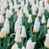 Tulipe Fosteriana Concerto