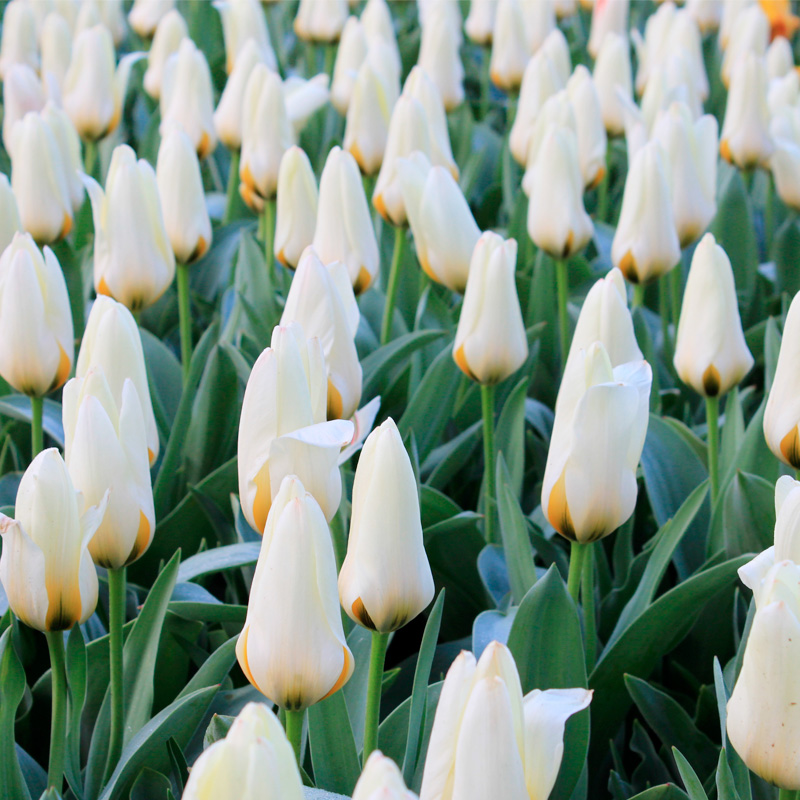 Tulipe Fosteriana Concerto