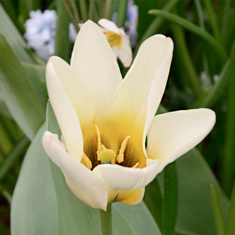 Tulipe Fosteriana Concerto