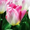 Tulipe Fosteriana Flaming Purissima