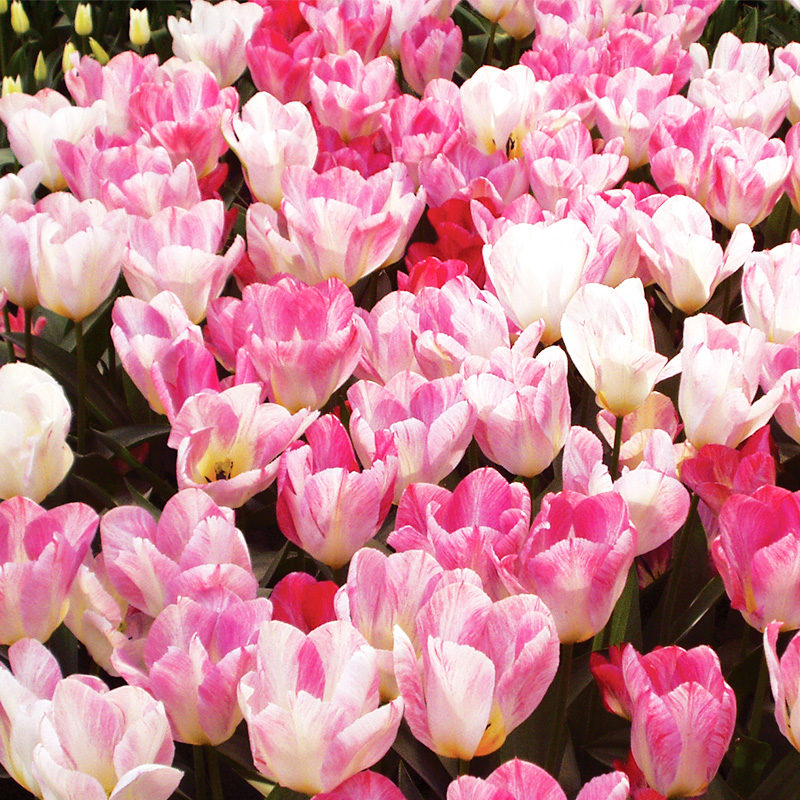 Tulipe Fosteriana Flaming Purissima