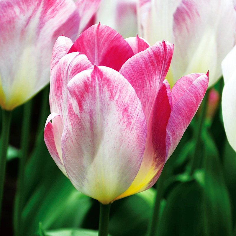 Tulipe Fosteriana Flaming Purissima