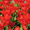 Tulipe Fosteriana Mme Lefeber (Red Emperor)