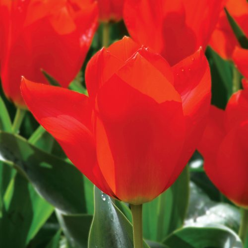 Tulipe Fosteriana Mme Lefeber (Red Emperor)