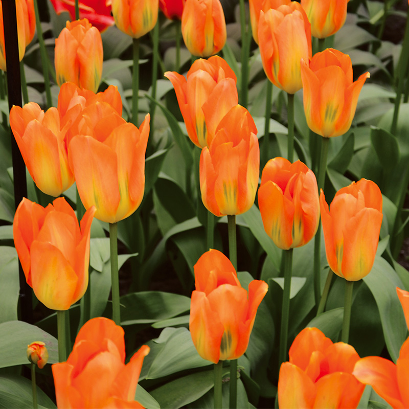 Tulipe Fosteriana Orange Emperor