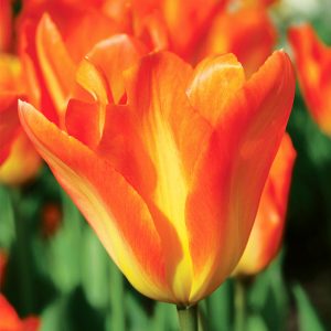 Tulipe Fosteriana Orange Emperor