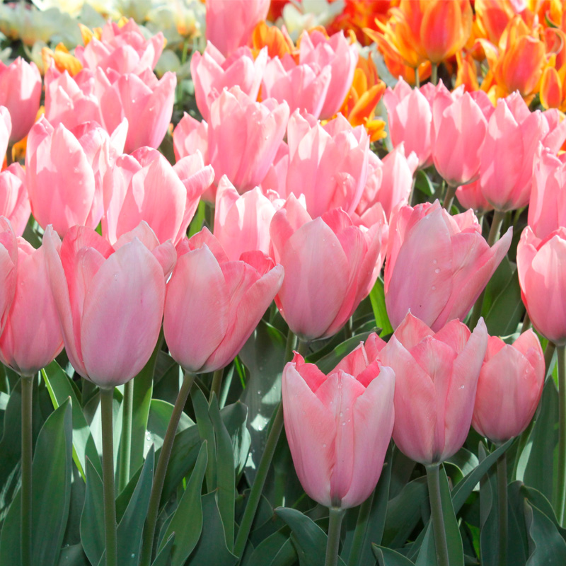 Tulipe Fosteriana Poco Loco