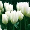 Tulipe Fosteriana Purissima