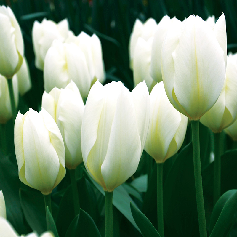 Tulipe Fosteriana Purissima