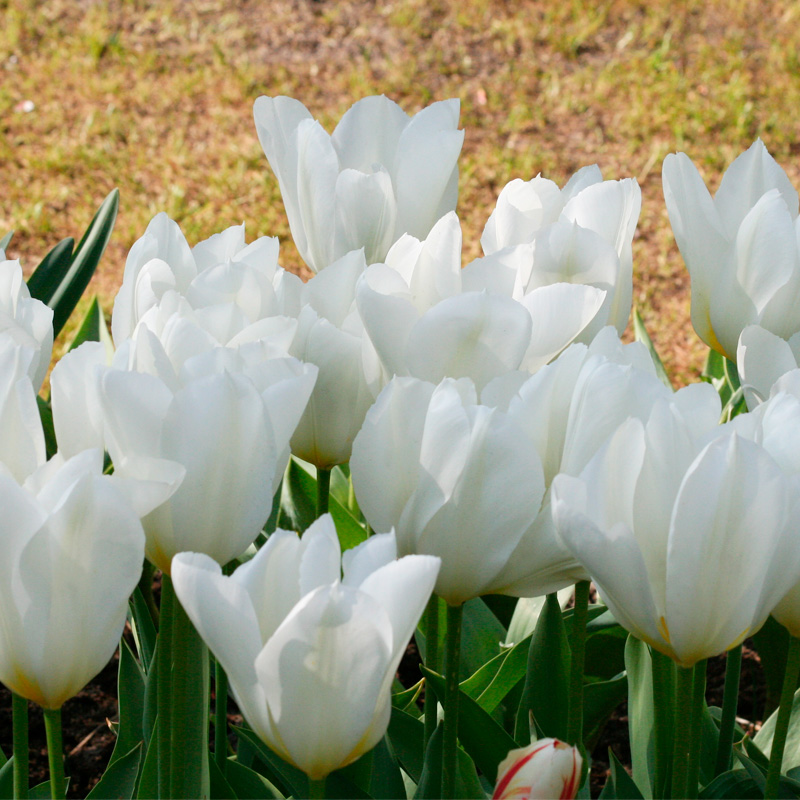 Tulipe Fosteriana Purissima