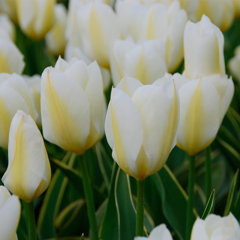 Tulipe Fosteriana Purissima Design