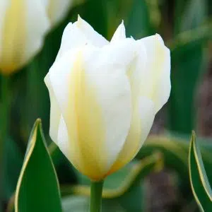 Tulipe Fosteriana Purissima Design